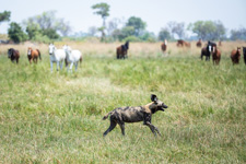 Botswana-Okavango Delta-Okavango Big Five Safari - 6 days